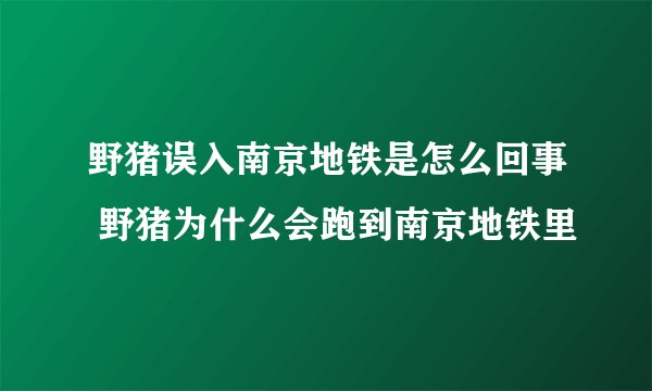野猪误入南京地铁是怎么回事 野猪为什么会跑到南京地铁里