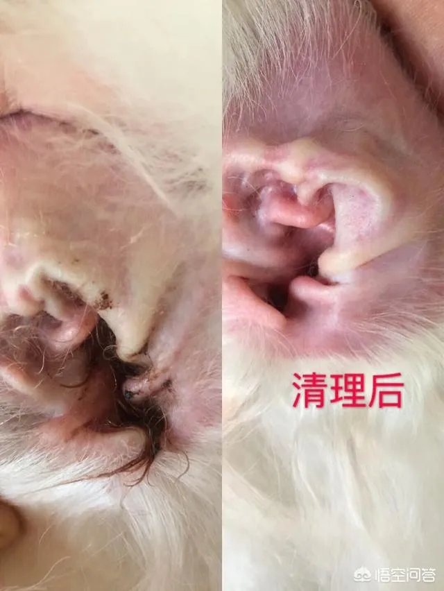 狗狗有耳螨怎么处理?给狗狗滴耳朵很反抗?