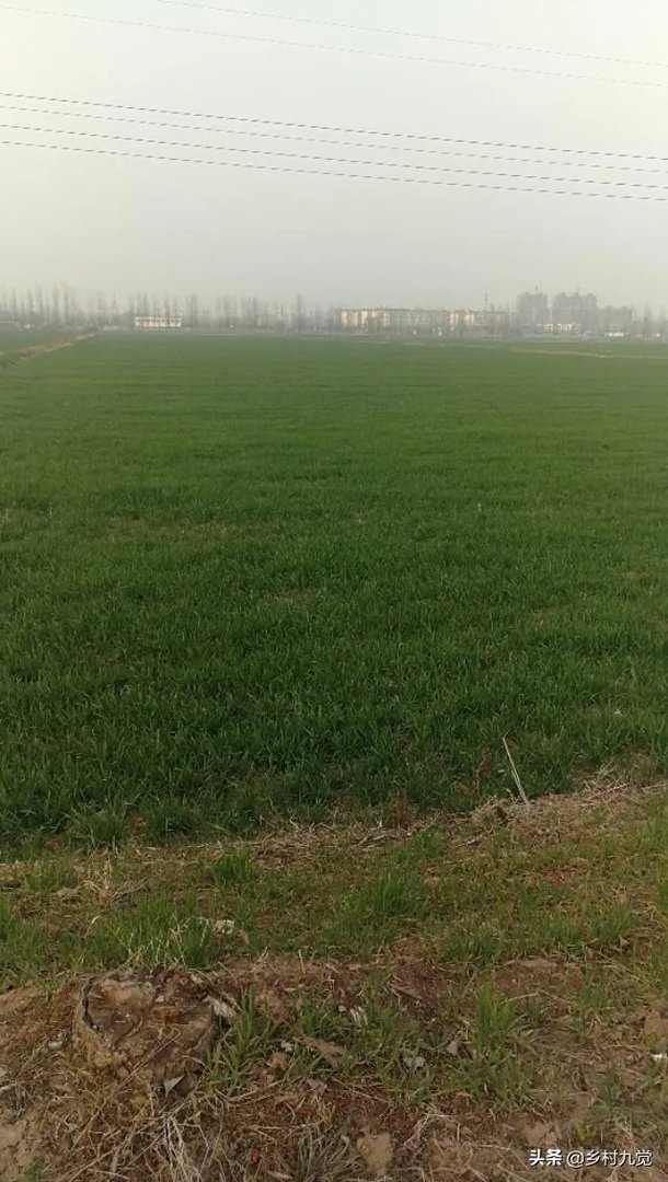 冯佳文 寿光