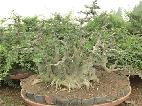 对节白蜡树价格多少钱 对节白蜡盆景如何保型
