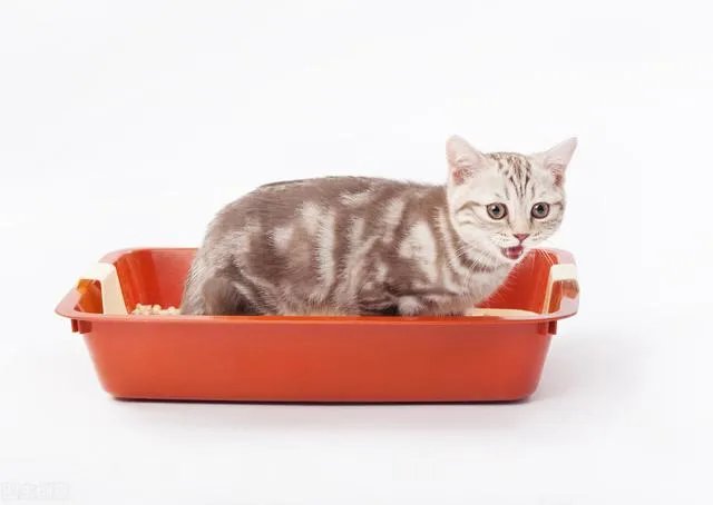 第一次养猫，是加菲猫，还是幼猫，请问有什么注意事项吗，详细一点，还是学生东西尽量平价一点谢谢啦？