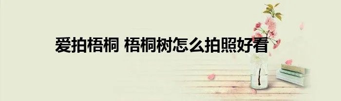 爱拍梧桐 梧桐树怎么拍照好看