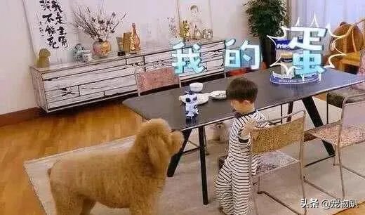 你知道哪些明星,在家养有什么样的宠物呢?