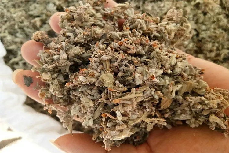 明目草药图片