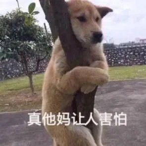 狗狗可以有多粘人?