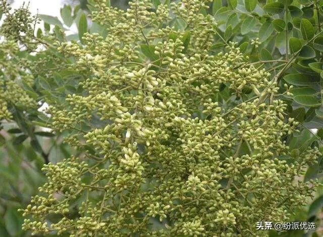 槐米都有什么作用?