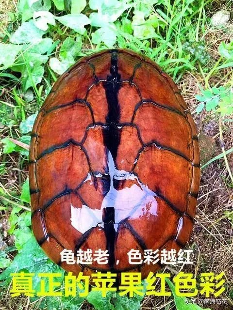 有没有什么便宜的乌龟适合在鱼缸里养的?不用晒台什么的?