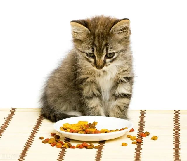 第一次养猫，是加菲猫，还是幼猫，请问有什么注意事项吗，详细一点，还是学生东西尽量平价一点谢谢啦？