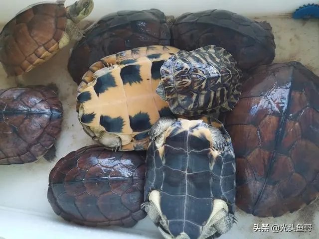 有没有什么便宜的乌龟适合在鱼缸里养的?不用晒台什么的?