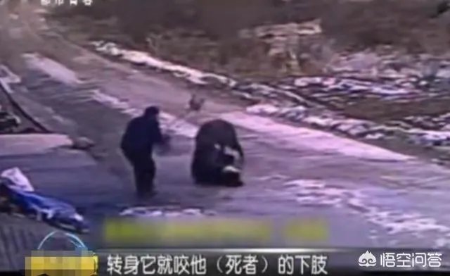 如何看待陕西安康野猪咬死一人伤一人,被击毙这件事?