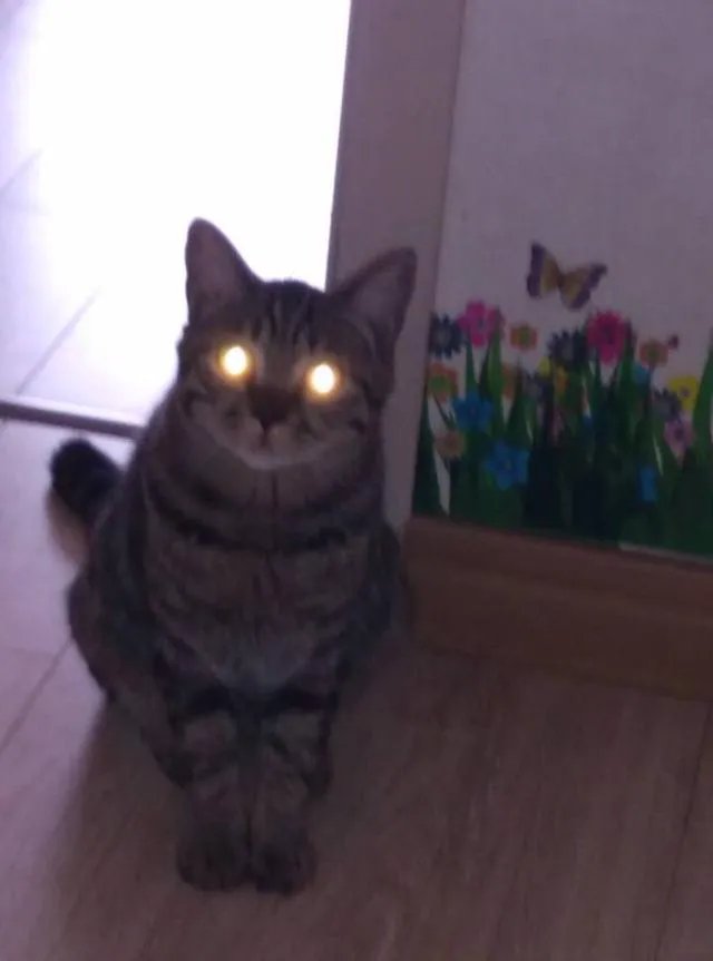 猫好养吗