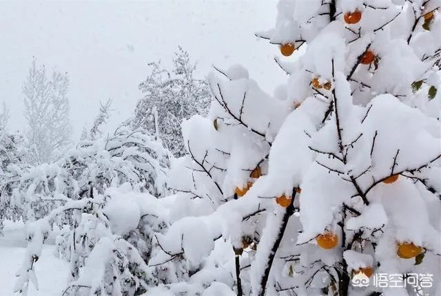 为什么今年广东、杭州都下雪了?
