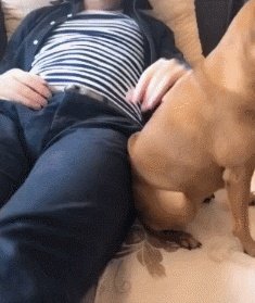 狗狗可以有多粘人?