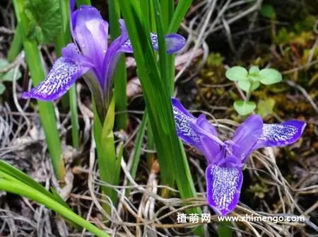 矮紫苞鸢尾怎么繁殖,分株、播种方法