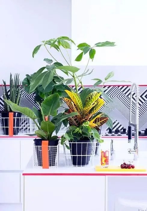 用室内植物搭配家居环境,让“清凉绿意”暴走!