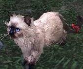 剑网3明教永久波斯猫 前置隐藏任务全攻略