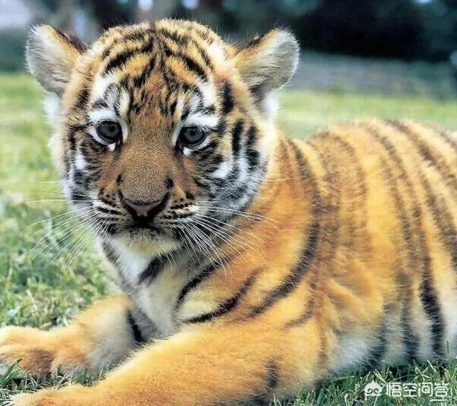 如何看待陕西安康野猪咬死一人伤一人,被击毙这件事?