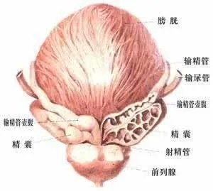 前列腺癌的预后如何?怎样预防?
