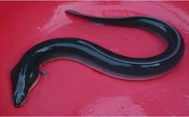 什么是鳗鲡?