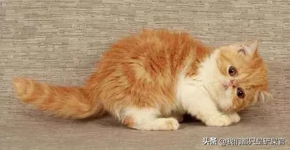 第一次养猫，是加菲猫，还是幼猫，请问有什么注意事项吗，详细一点，还是学生东西尽量平价一点谢谢啦？