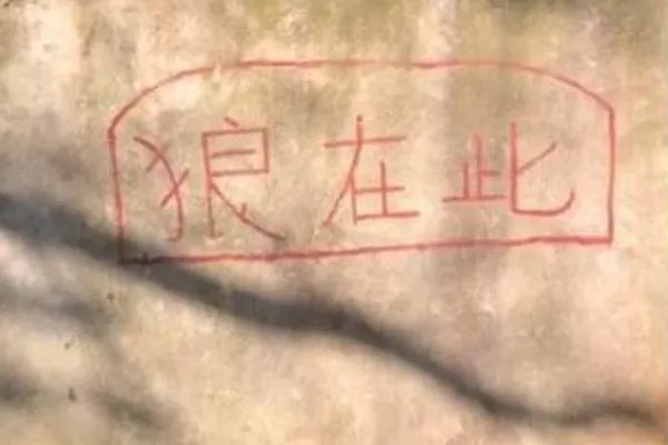 湖北一动物园被爆以狗充狼,为何网友会说“好歹放只二哈”?