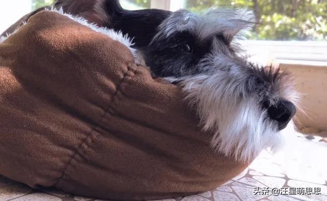狗狗可以有多粘人?