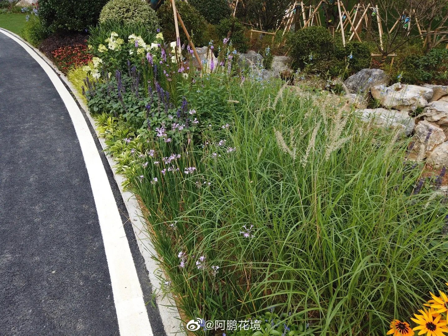 花境新作：最喜欢的是这一块，等待观赏草绽放花絮