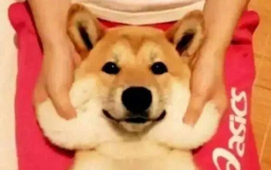 狗狗可以有多粘人?