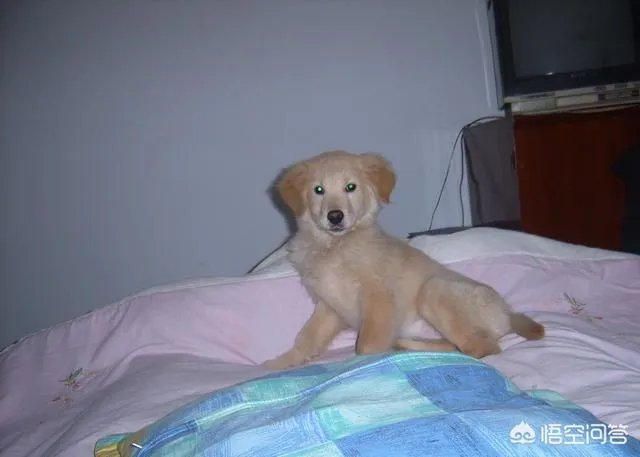 如何把狗狗训练的听你的指令呢?尤其是那种大型的狗?