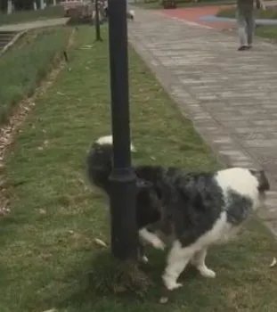 上海一宠物犬小区路灯杆旁撒尿触电死亡,物业该负责吗?