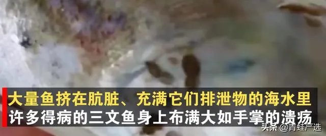 三文鱼因冠状病毒下架了,到底能不能放心吃?吃三文鱼会感染吗?