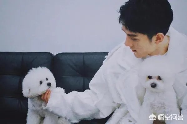 你知道哪些明星,在家养有什么样的宠物呢?