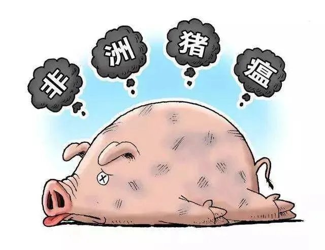 非洲猪瘟人会被感染吗?为什么?