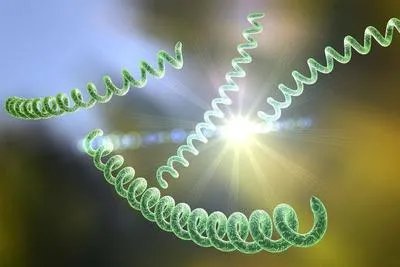 幽门螺杆菌中医能根治吗 幽门螺杆菌中医如何治疗