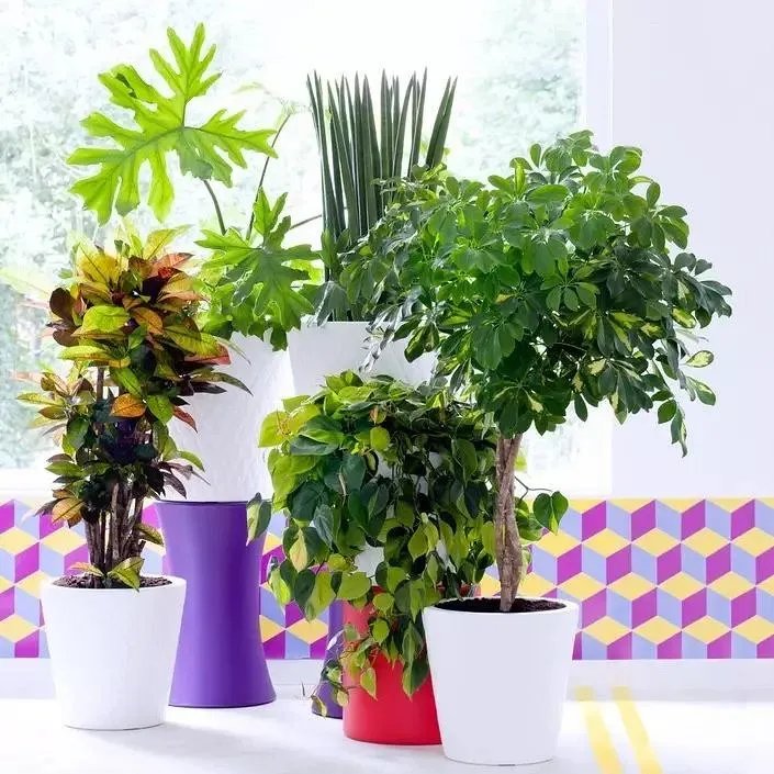 用室内植物搭配家居环境,让“清凉绿意”暴走!