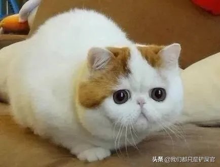 第一次养猫，是加菲猫，还是幼猫，请问有什么注意事项吗，详细一点，还是学生东西尽量平价一点谢谢啦？
