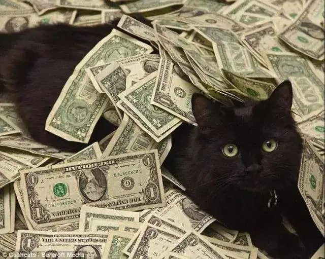 猫好养吗