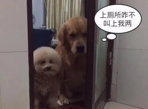 狗狗可以有多粘人?