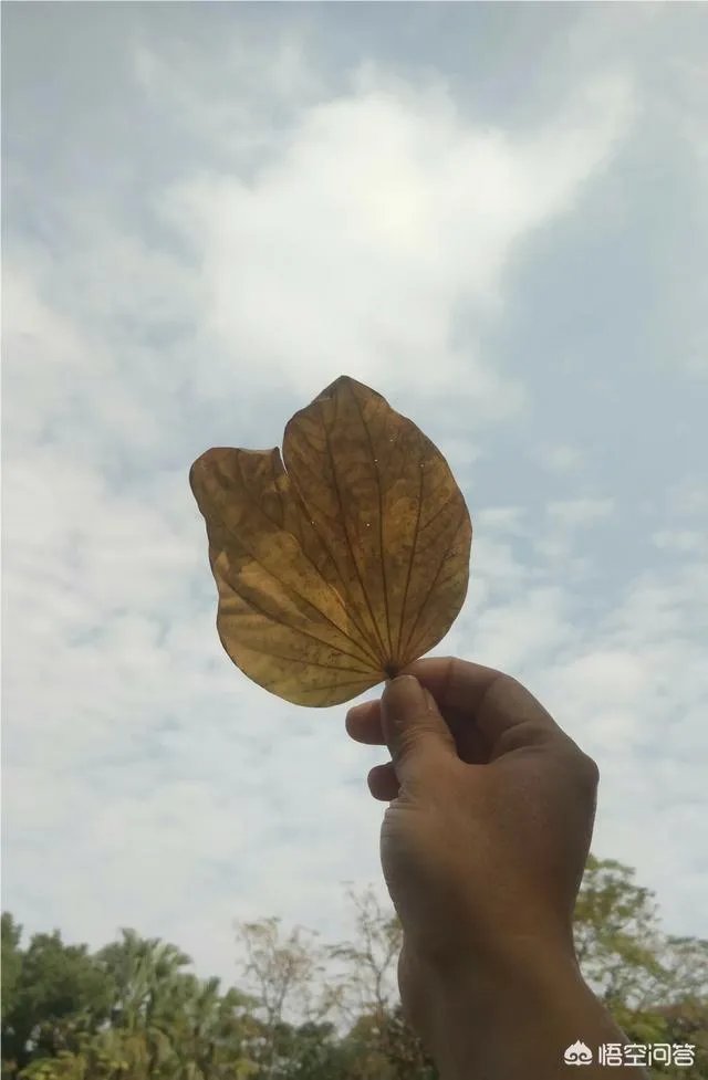 为什么今年广东、杭州都下雪了?