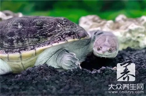 皮蛋不能和什么一起吃,饮食禁忌早知道