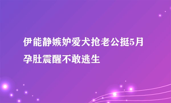 伊能静嫉妒爱犬抢老公挺5月孕肚震醒不敢逃生