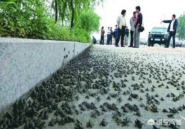 鱼跳上岸是什么征兆