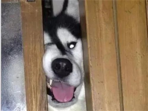 狗狗可以有多粘人?