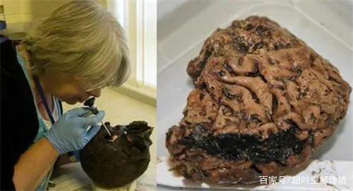 来自于2600年前的“活大脑”,是怎样活到现在的?