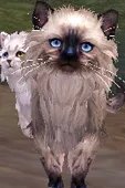 剑网3明教永久波斯猫 前置隐藏任务全攻略