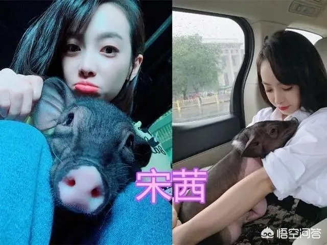 你知道哪些明星,在家养有什么样的宠物呢?