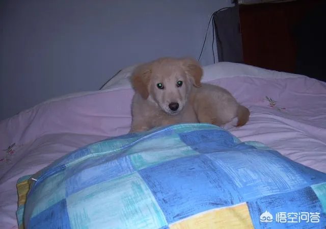 如何把狗狗训练的听你的指令呢?尤其是那种大型的狗?