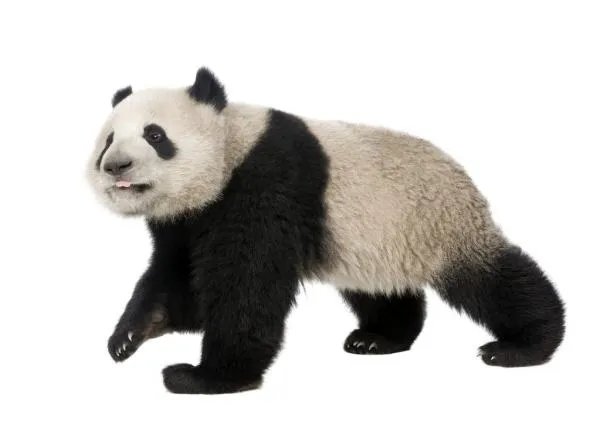 旅美大熊猫产后疑遭虐待,具体是什么情况?