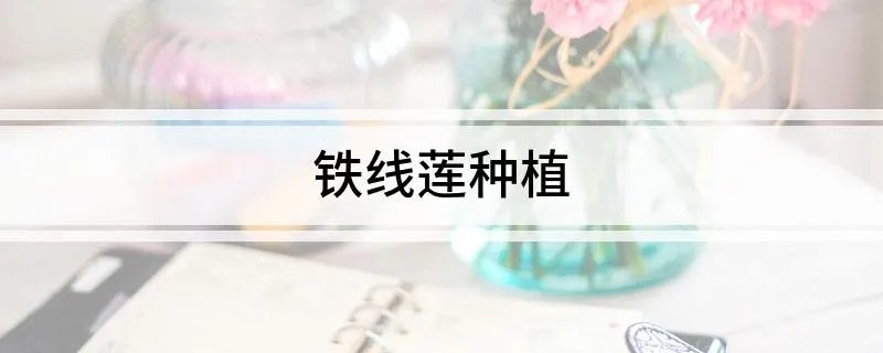 铁线莲种植