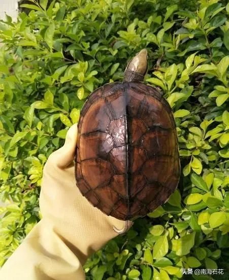 有没有什么便宜的乌龟适合在鱼缸里养的?不用晒台什么的?